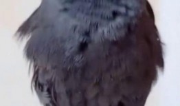 八哥最新爆料视频大全,揭秘娱乐圈幕后真相