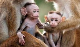 猴子视频爆料大全免费下载,免费下载攻略一网打尽